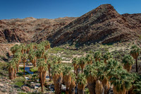 Indian Canyons (Agua Caliente Indian Reservation), near Palm Springs