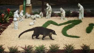 Coati Visits the Nativity Scene