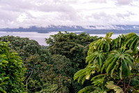 Rainforest Area