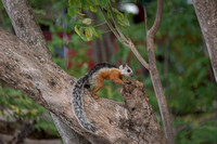Playa Conchal Squirrel