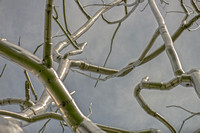 Silver Branches in Forest Park