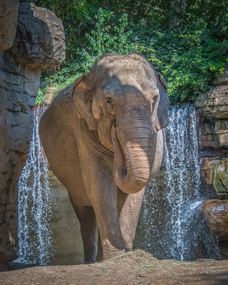 Asian Elephant, St Louis Zoo 6