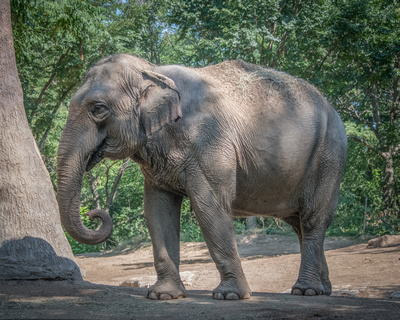 Asian Elephant, St Louis Zoo 34