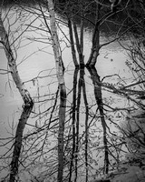Reflecting the Branches 2
