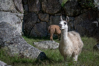 Llamas of Machu Picchu