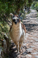Llamas and Alpacas of Peru