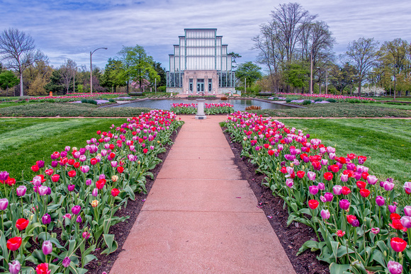 Pathway of Tulips; Jewel Box, Forest Park