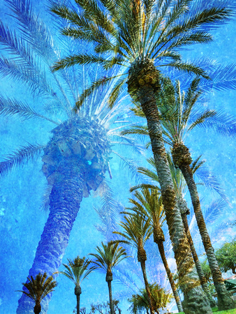 Dreaming of Palm Trees 2