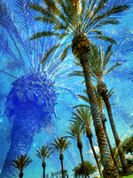 Dreaming of Palm Trees 1