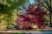 Autumn Trees of Tower Grove Park