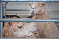 A Camel Conversation