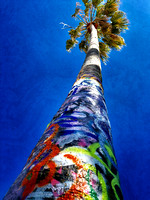 Painted Palm