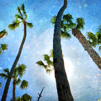 San Clemente Palm Trees