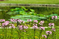 Lily Pond Flora